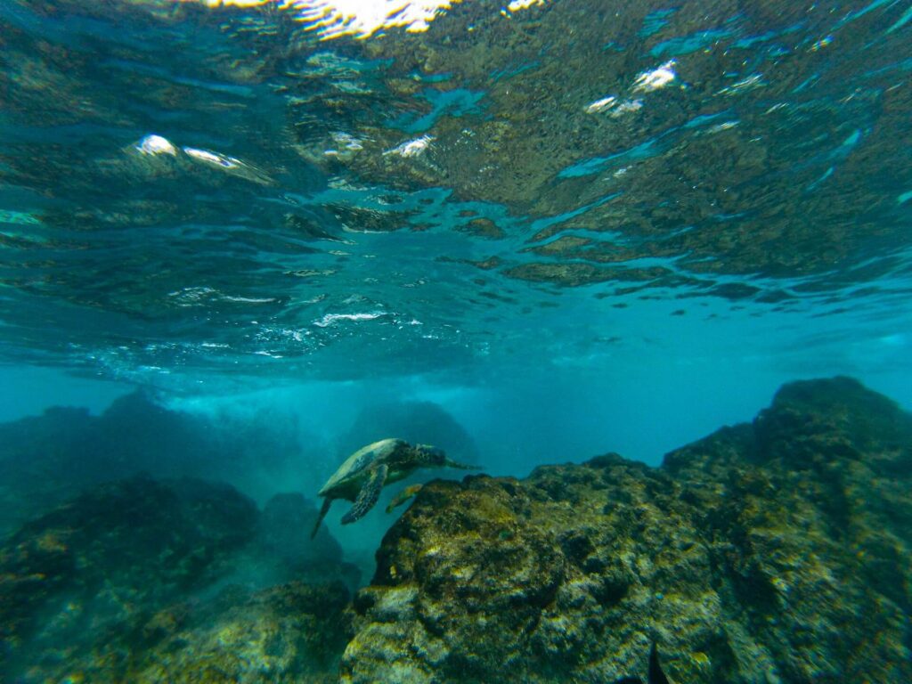 cabo-san-lucas-snorkeling-tours-explore-the-wonders-of-baja-california-Snorkel-body-tiny